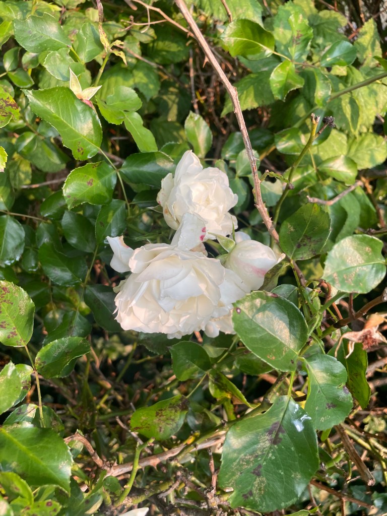 An image of a white rose stained pink on two leaves with a background of green leaves and foliage. 